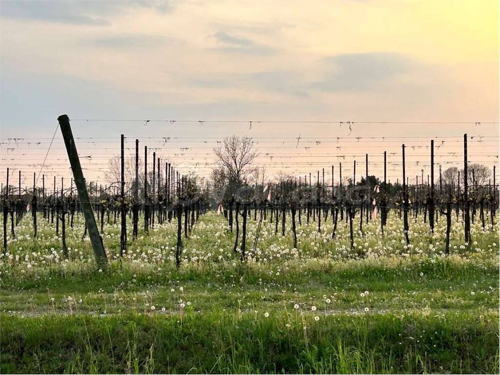 immagine annuncio 2 di 6