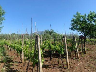 immagine annuncio 6 di 9