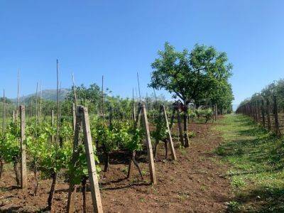 immagine annuncio 7 di 9