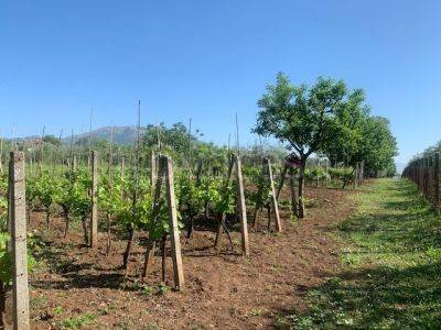 immagine annuncio 8 di 9