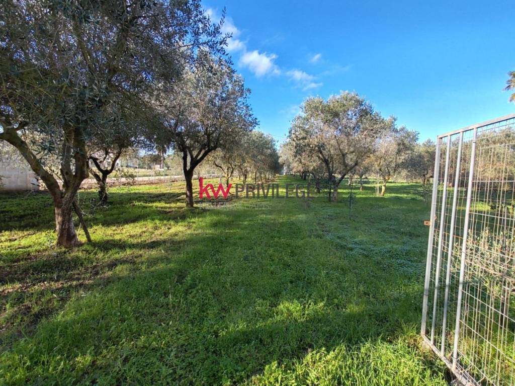 immagine annuncio 7 di 12