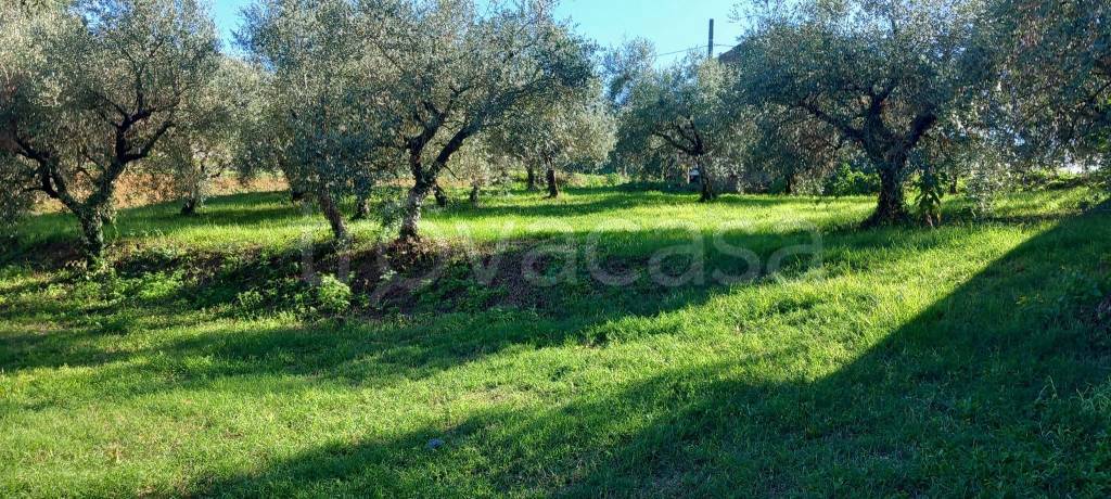 immagine annuncio 5 di 12