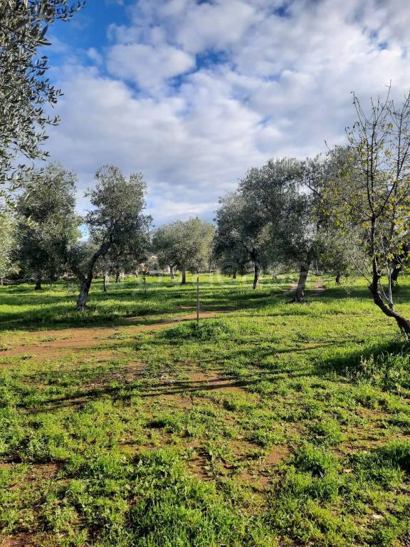 immagine annuncio 6 di 7