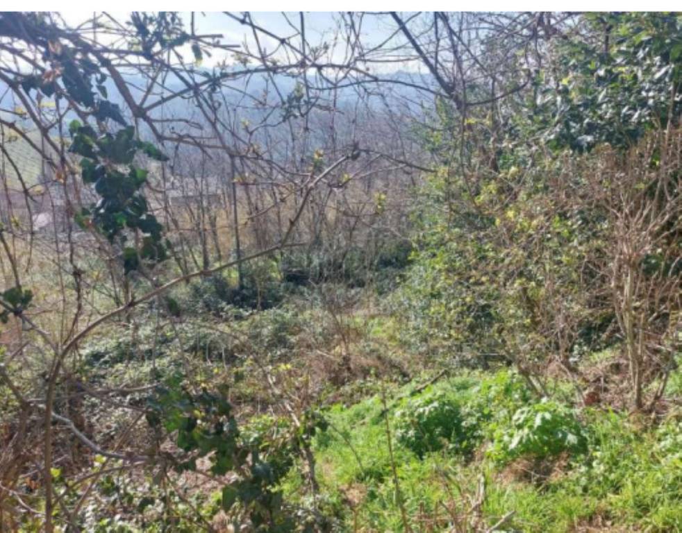 immagine annuncio 8 di 11