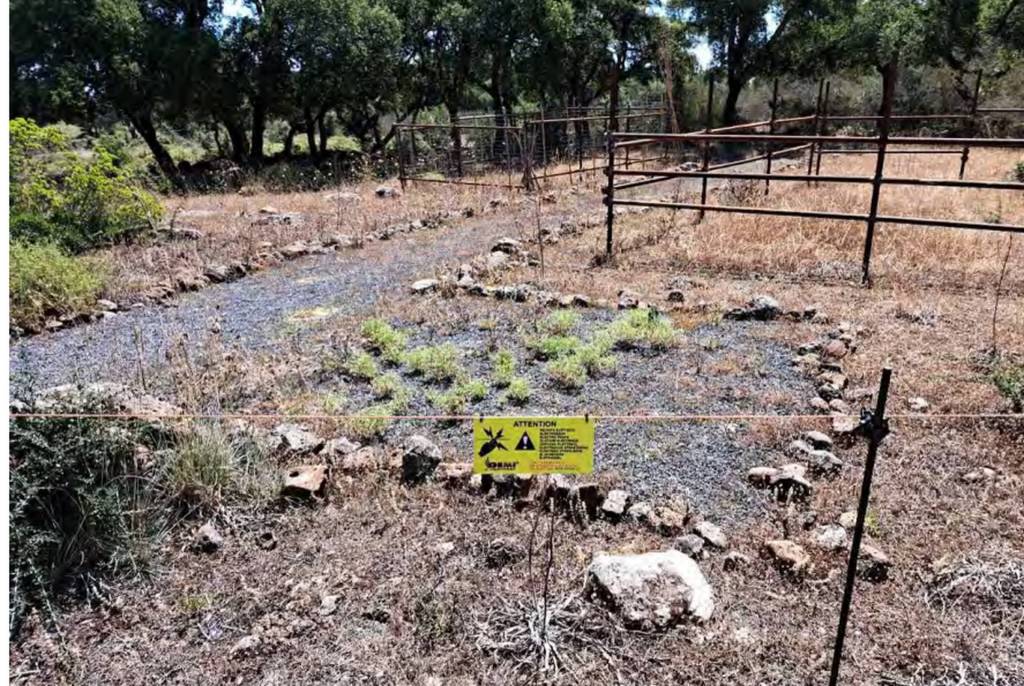 immagine annuncio 2 di 11