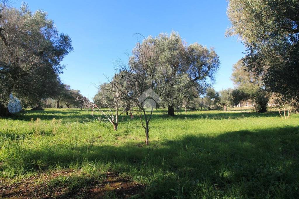 immagine annuncio 7 di 8