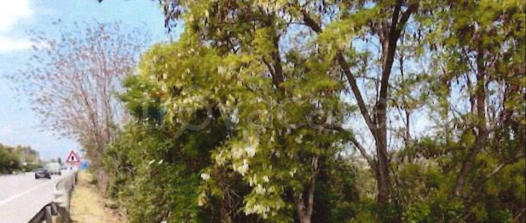 immagine annuncio 4 di 6