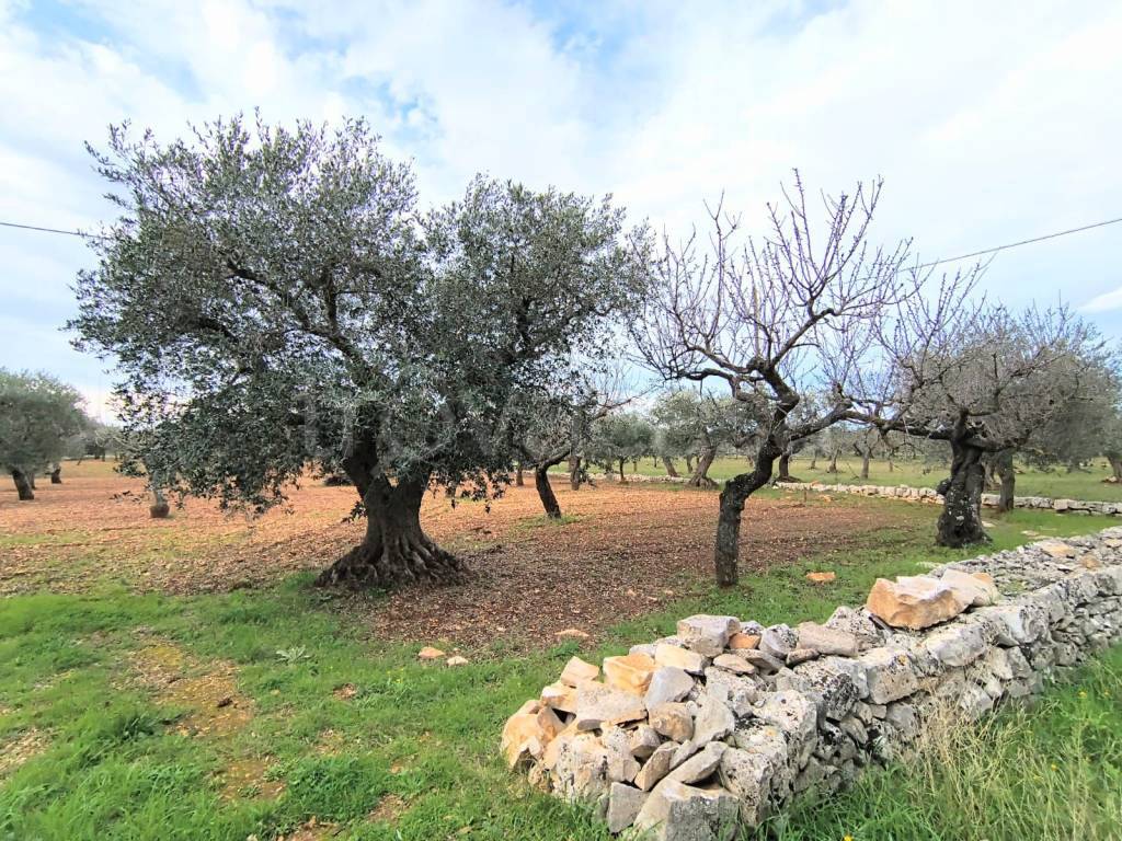 immagine annuncio 3 di 6