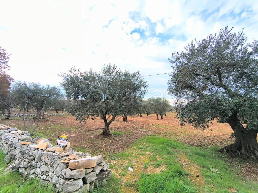 immagine annuncio 5 di 6