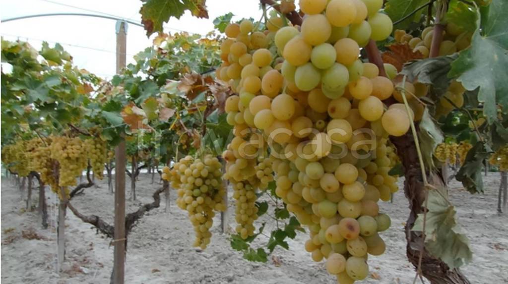 immagine annuncio 4 di 11