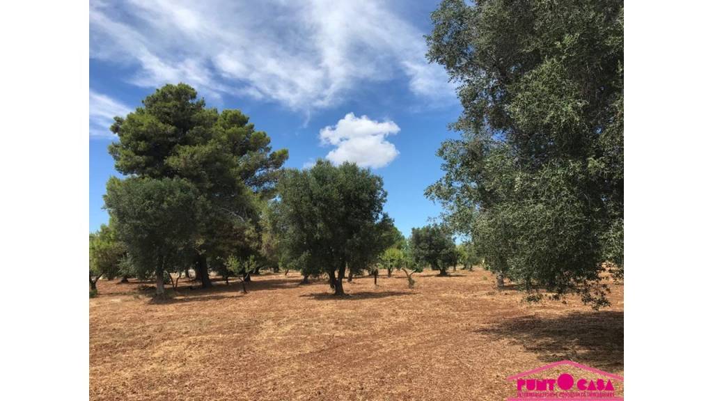 immagine annuncio 3 di 8