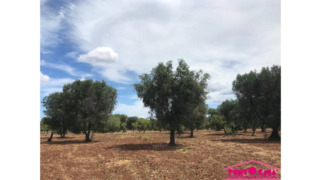 immagine annuncio 6 di 8