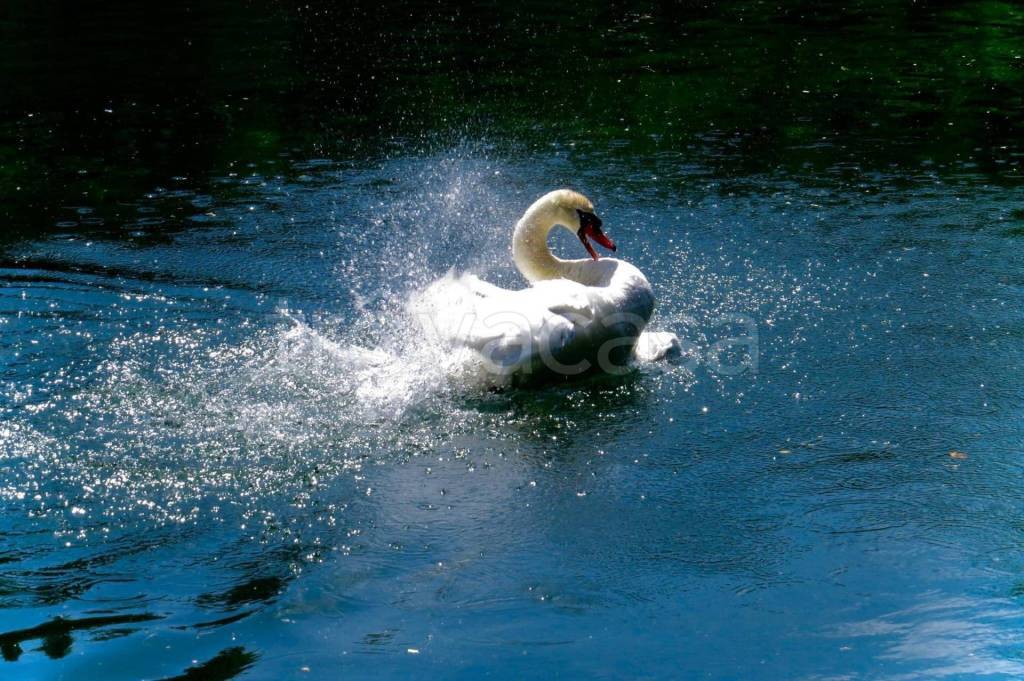 immagine annuncio 12 di 14