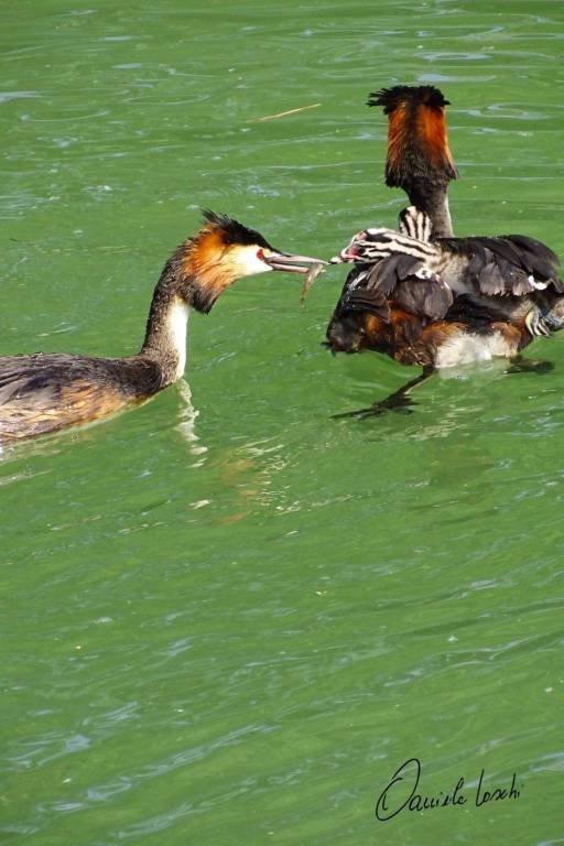 immagine annuncio 12 di 13