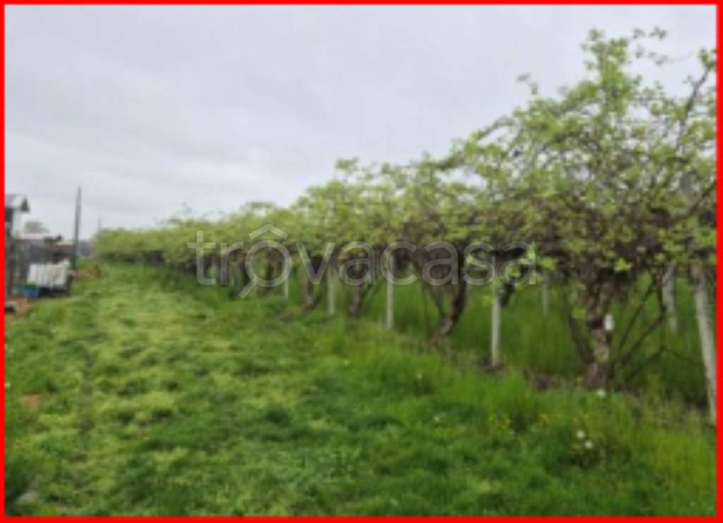 immagine annuncio 11 di 14