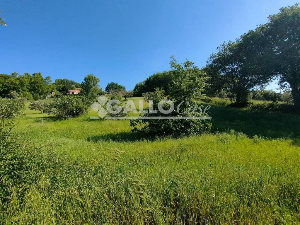 immagine annuncio 2 di 8