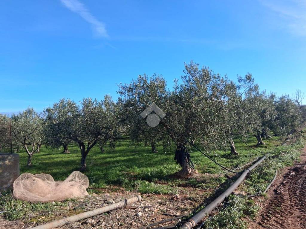 immagine annuncio 2 di 8