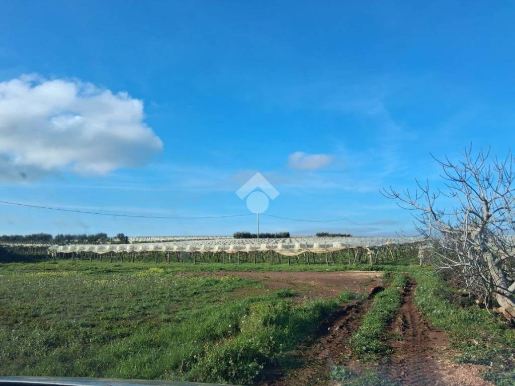 immagine annuncio 5 di 8