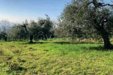 immagine annuncio 1 di 8