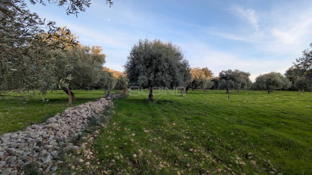 immagine annuncio 10 di 14