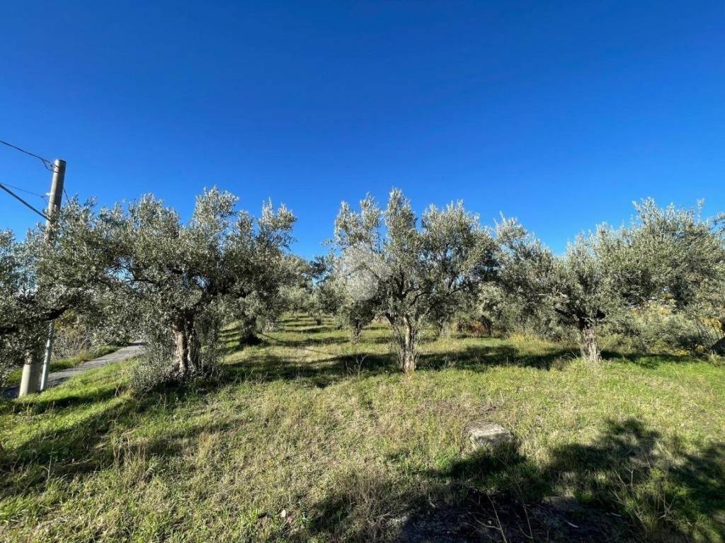 immagine annuncio 2 di 6