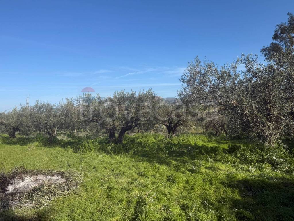 immagine annuncio 3 di 7