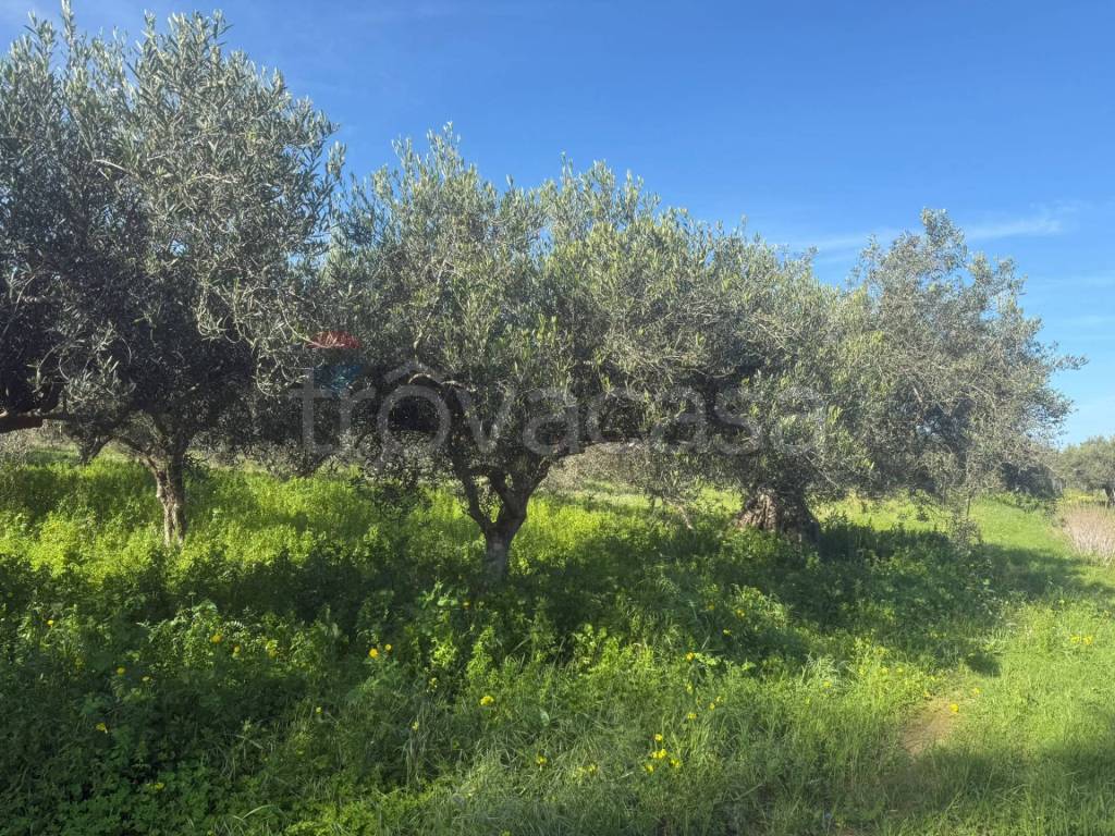 immagine annuncio 5 di 7