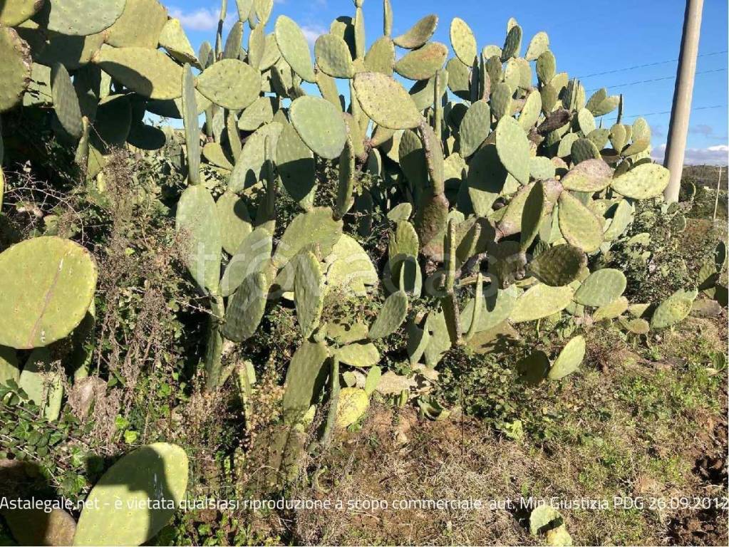 immagine annuncio 4 di 12