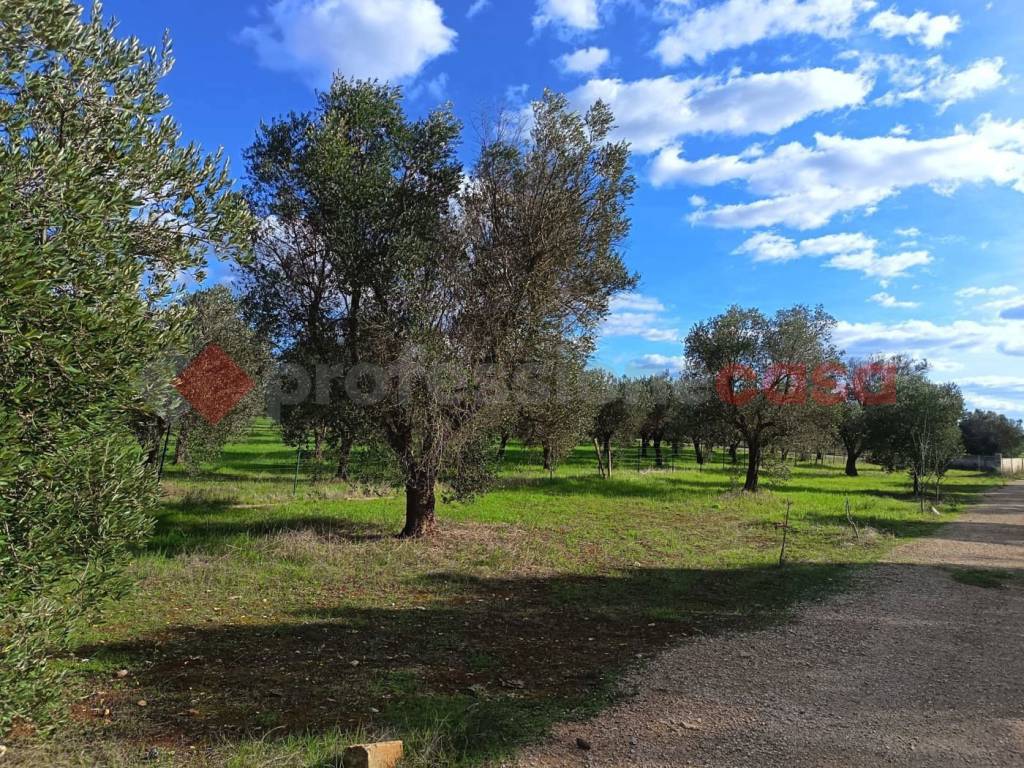 immagine annuncio 3 di 10