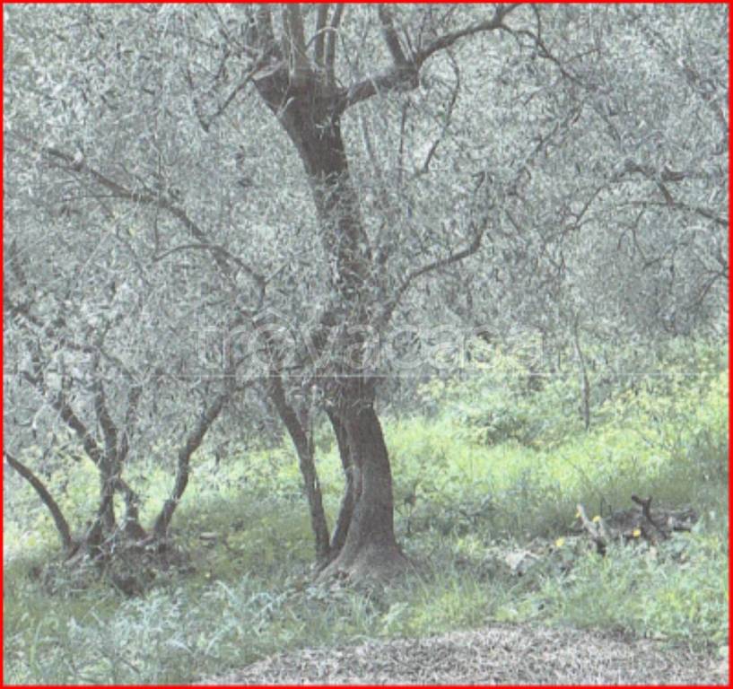 immagine annuncio 7 di 12