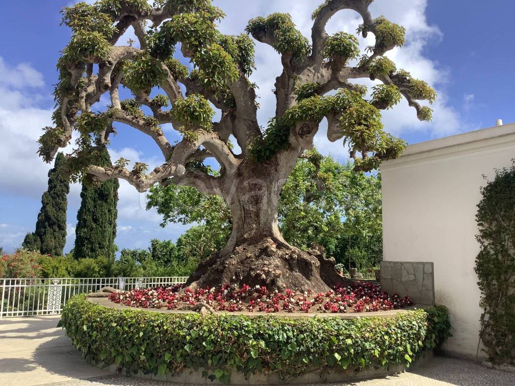 immagine annuncio 12 di 14