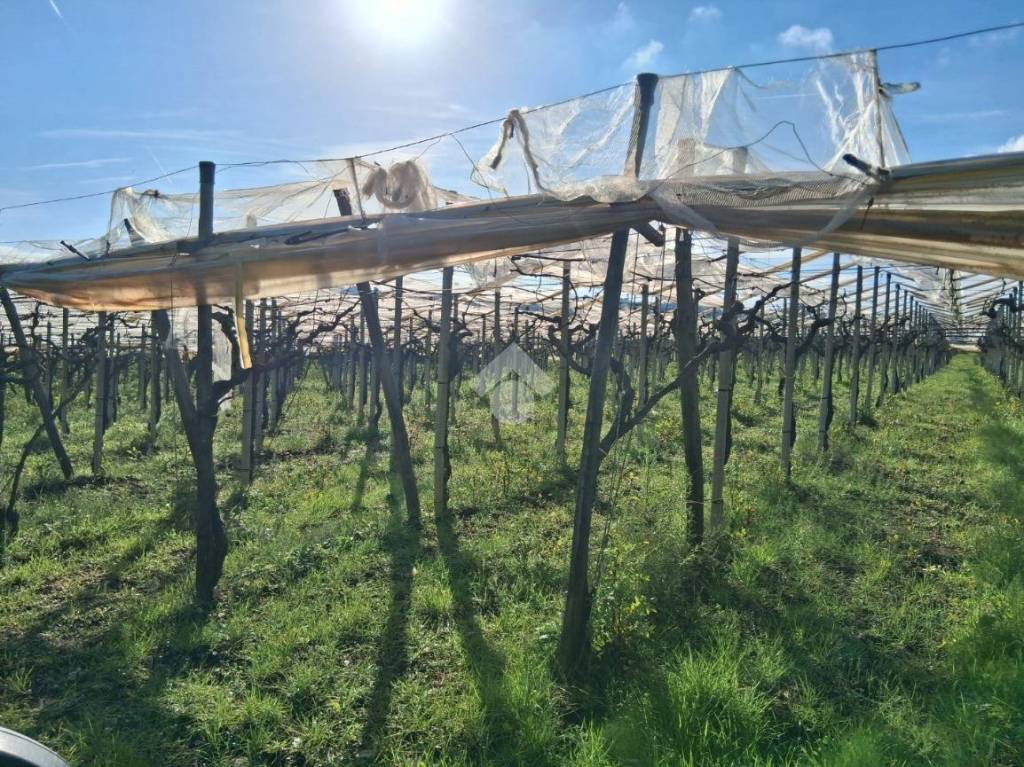 immagine annuncio 5 di 6