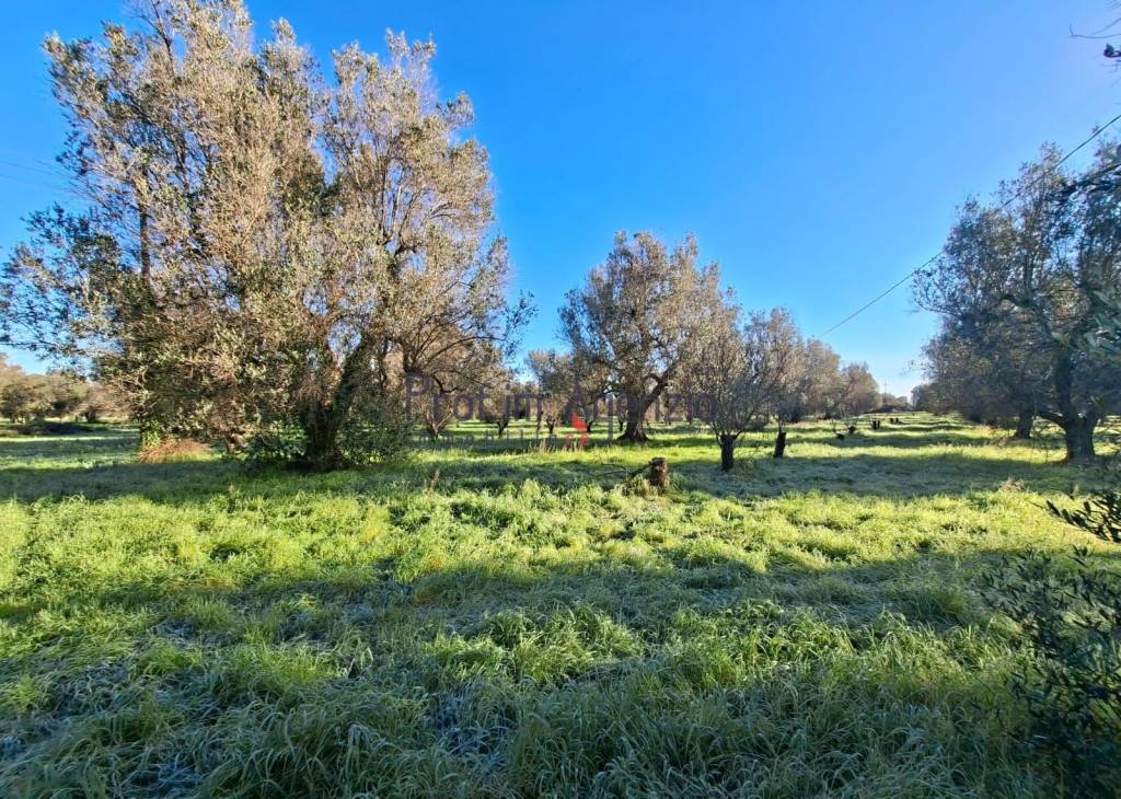 immagine annuncio 4 di 8