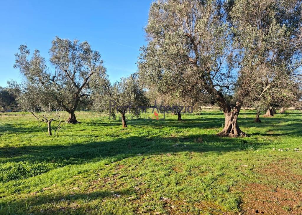 immagine annuncio 5 di 8