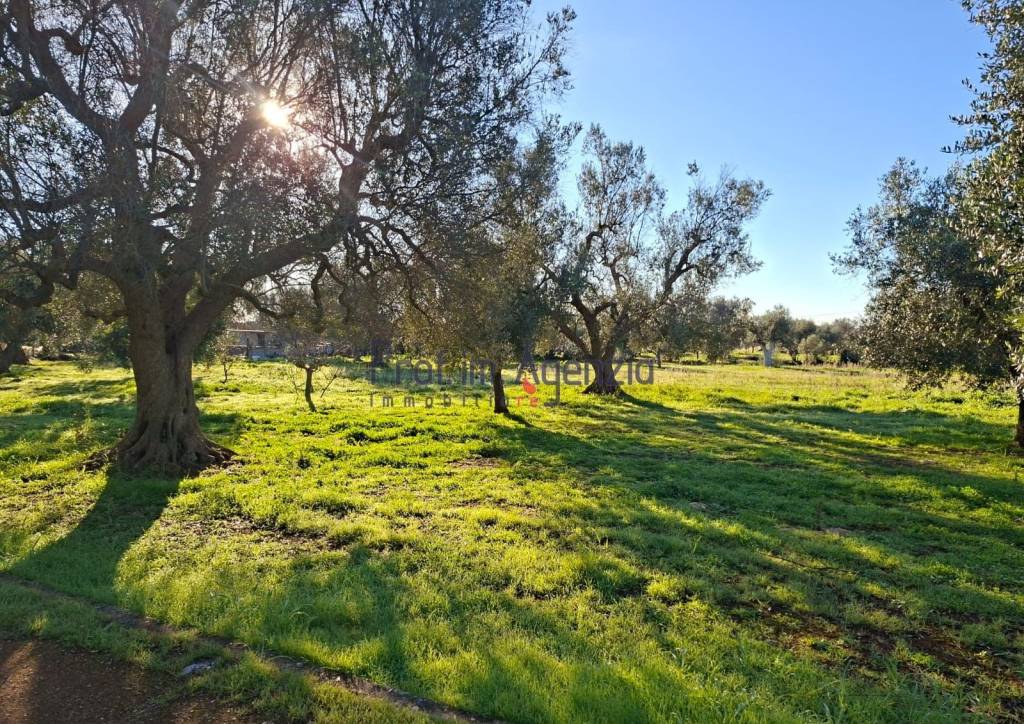 immagine annuncio 6 di 8