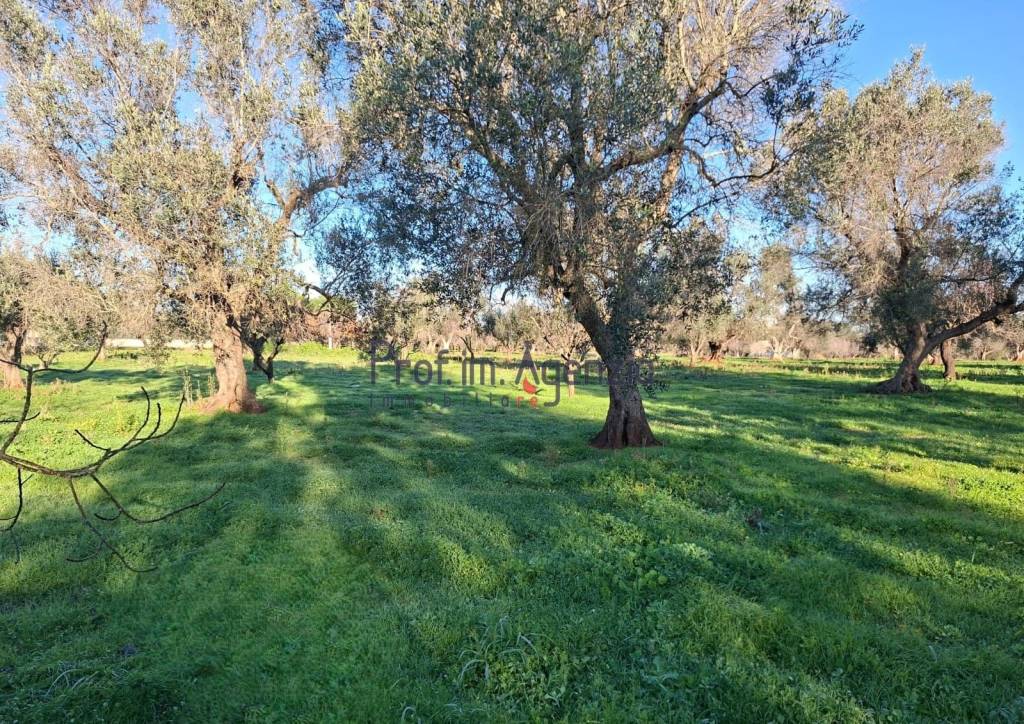 immagine annuncio 7 di 8