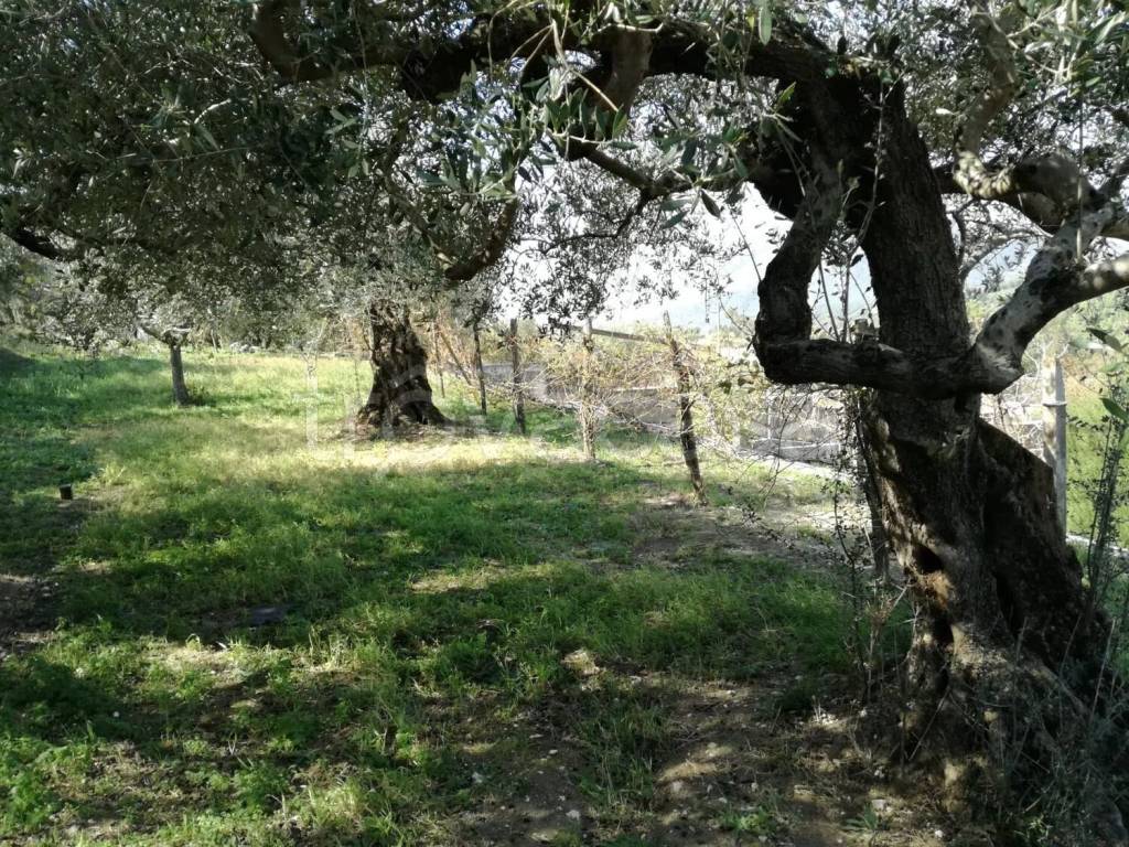 immagine annuncio 5 di 13