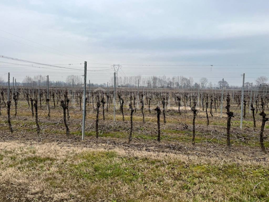 immagine annuncio 3 di 12