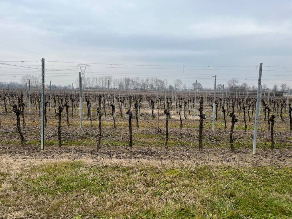 immagine annuncio 6 di 12