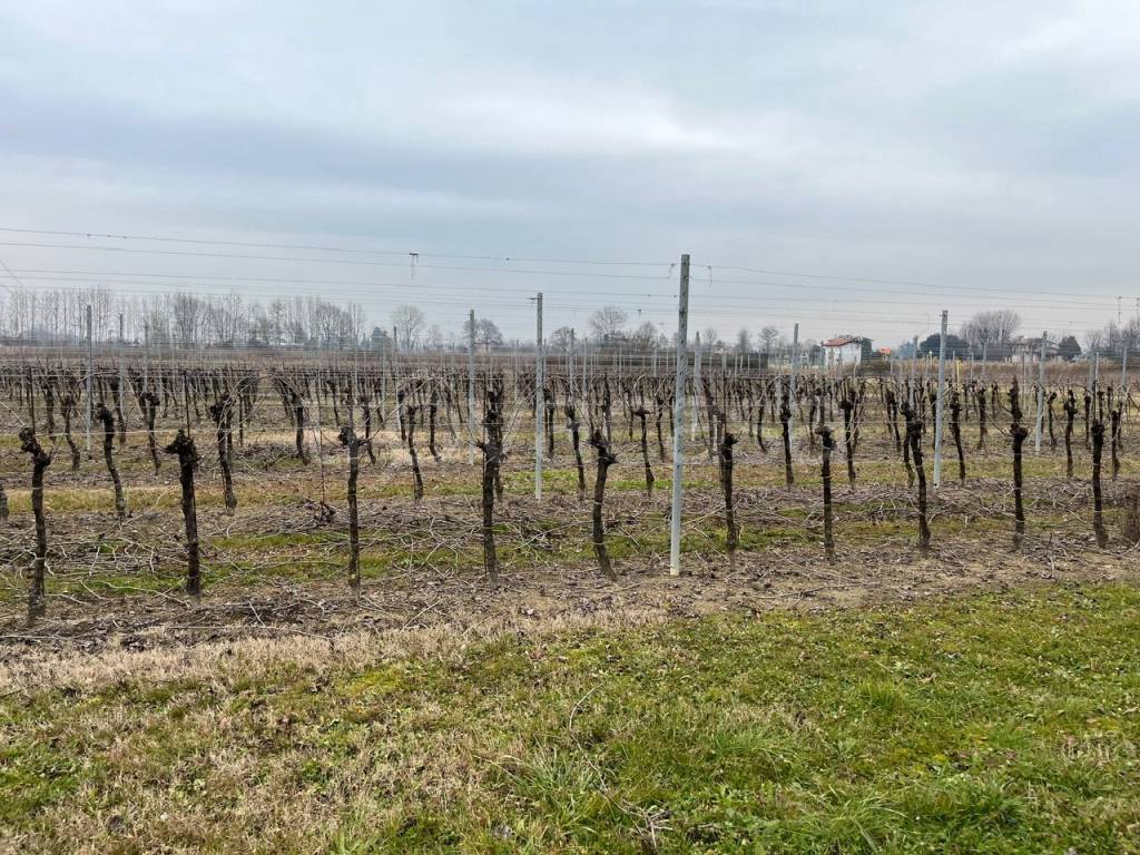 immagine annuncio 7 di 12