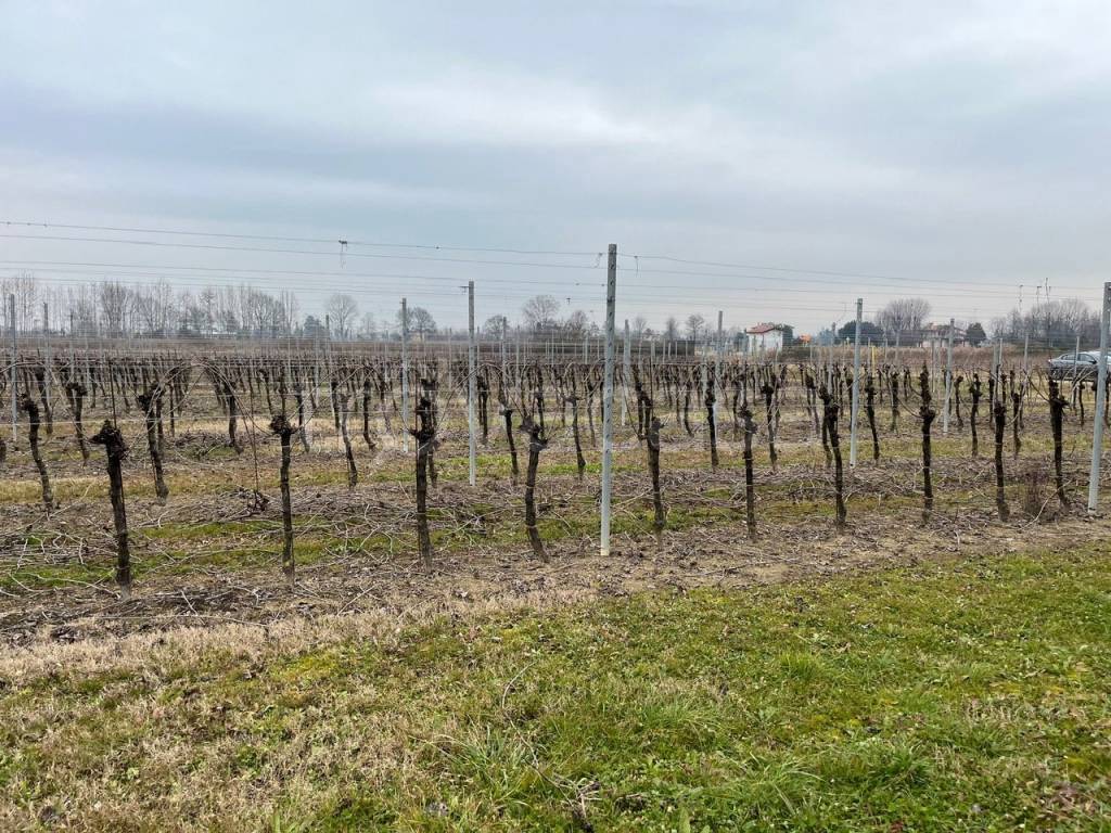 immagine annuncio 8 di 12