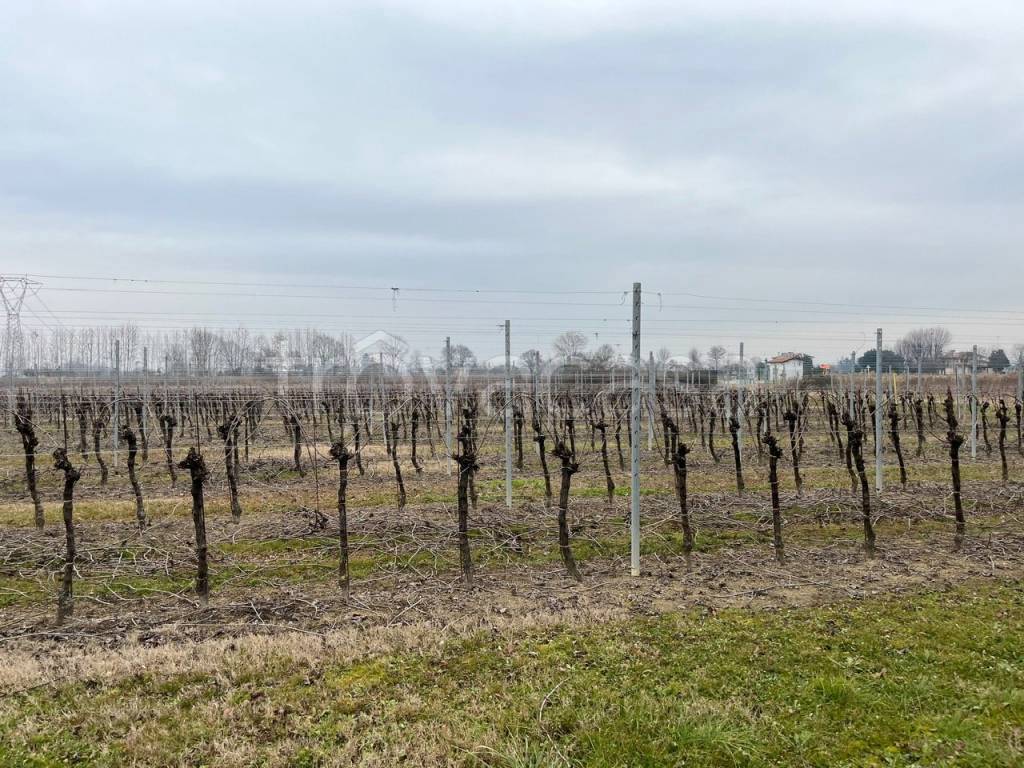 immagine annuncio 9 di 12