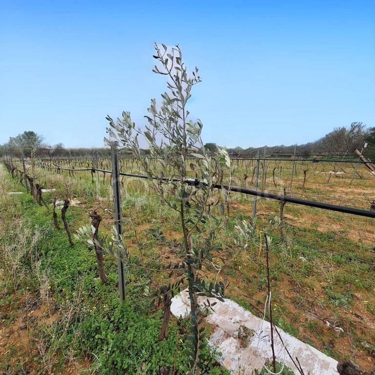 immagine annuncio 2 di 7