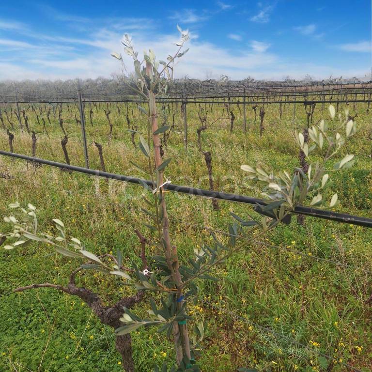 immagine annuncio 5 di 7