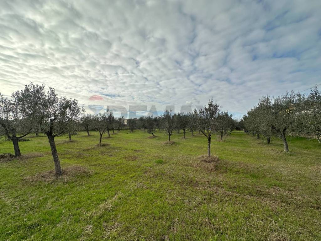 immagine annuncio 6 di 7