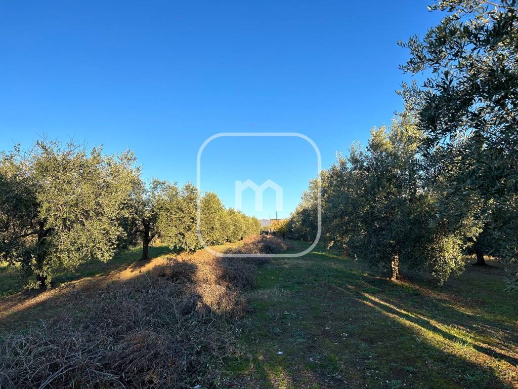 immagine annuncio 4 di 11