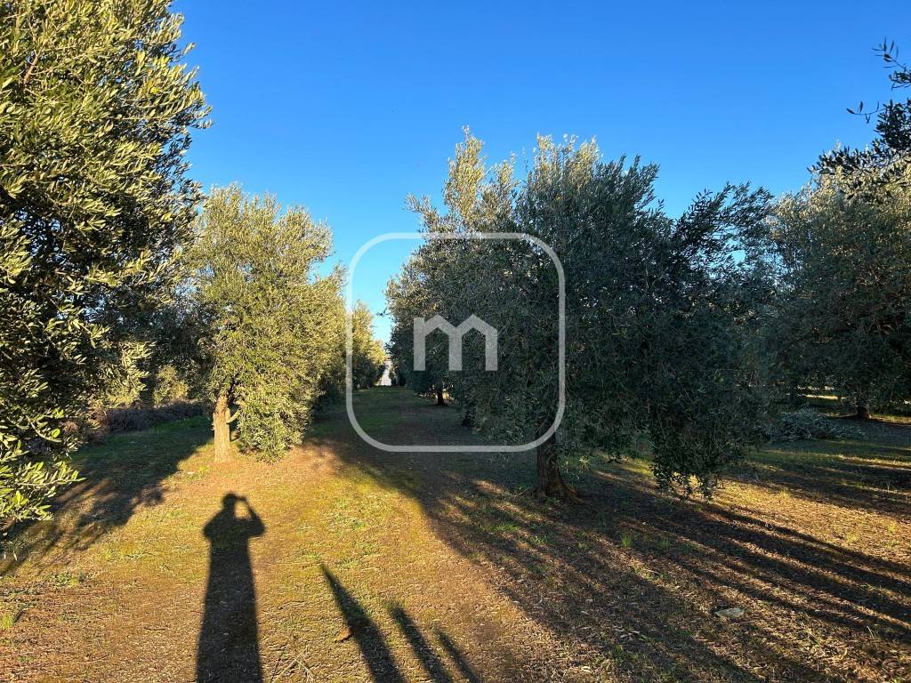 immagine annuncio 5 di 11