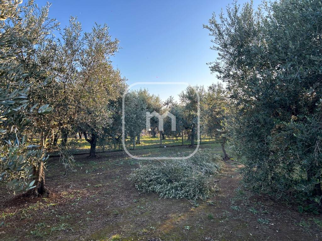 immagine annuncio 6 di 11