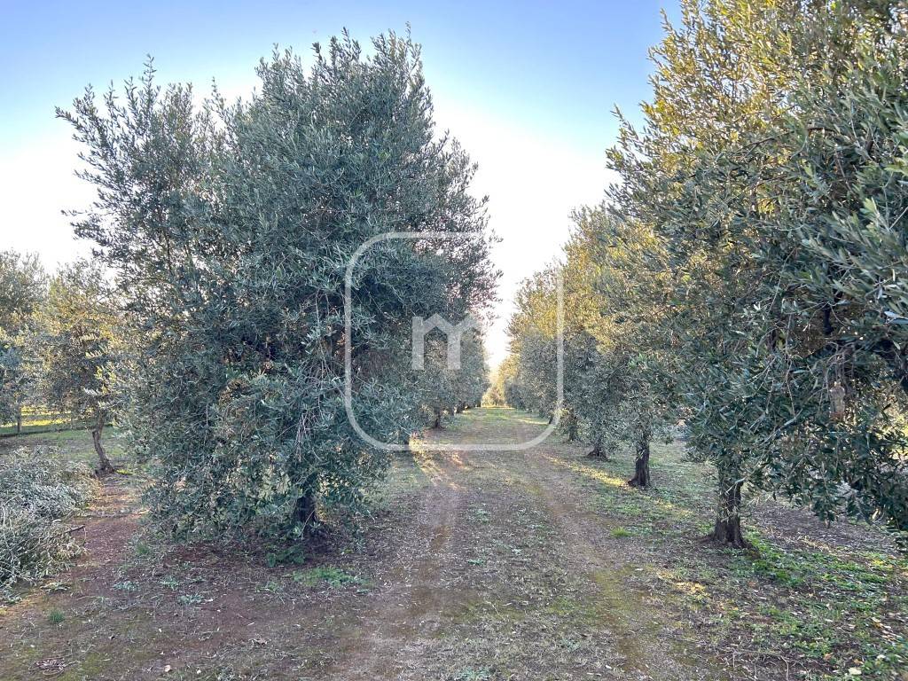 immagine annuncio 7 di 11