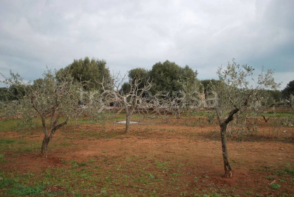 immagine annuncio 10 di 13